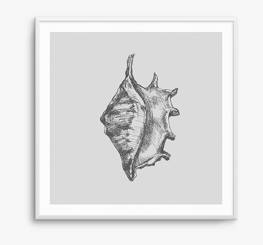Conch, HD Png Download