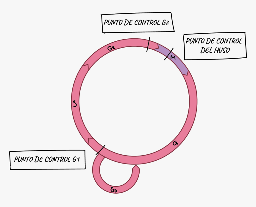 Cell Cycle Checkpoints, HD Png Download