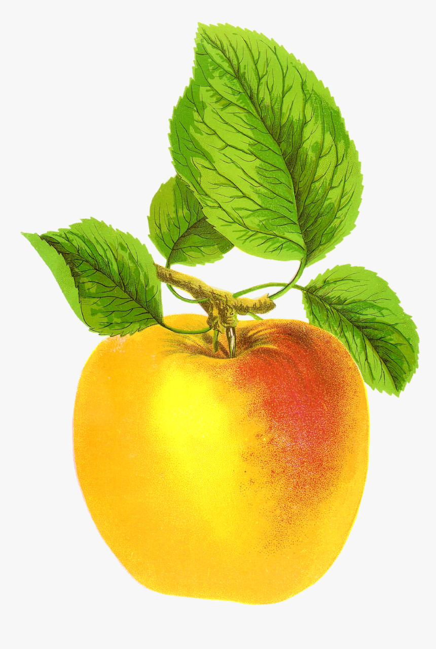 Vintage Apple Free, HD Png Download