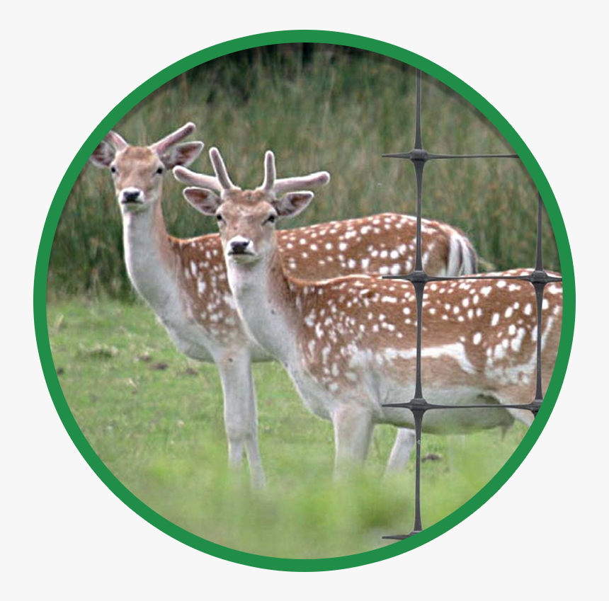 Fallow Deer, HD Png Download