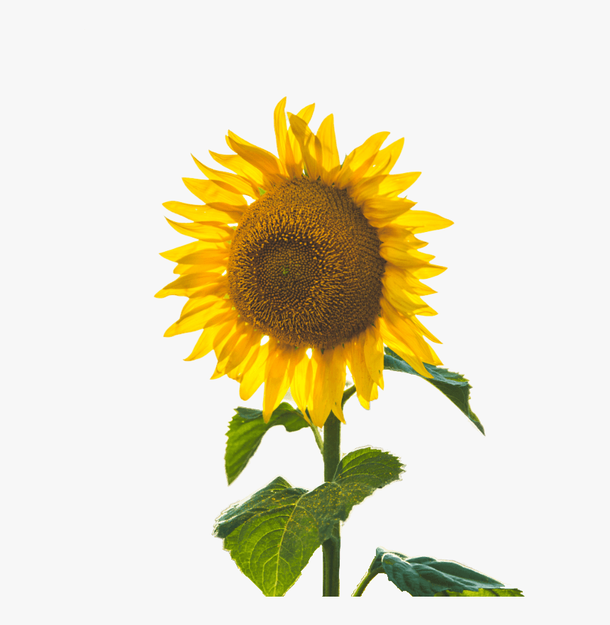 Transparent Dripping Honey Png - Flower Hd, Png Download