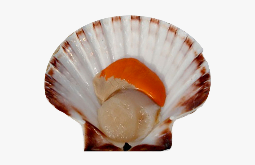 Scallop Png Images - Scallop Png, Transparent Png