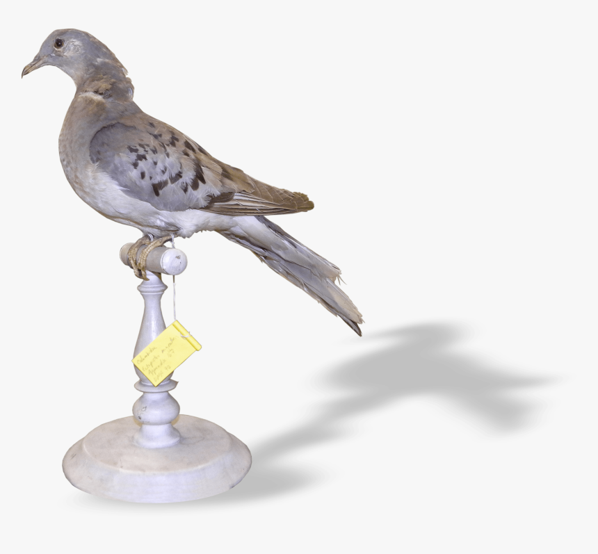 American Mourning Dove , Png Download - American Mourning Dove, Transparent Png