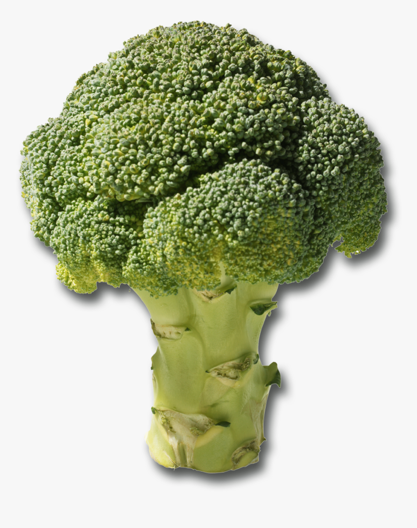 Plants Grow In Loam Soil, HD Png Download , Transparent Png Image PNGitem