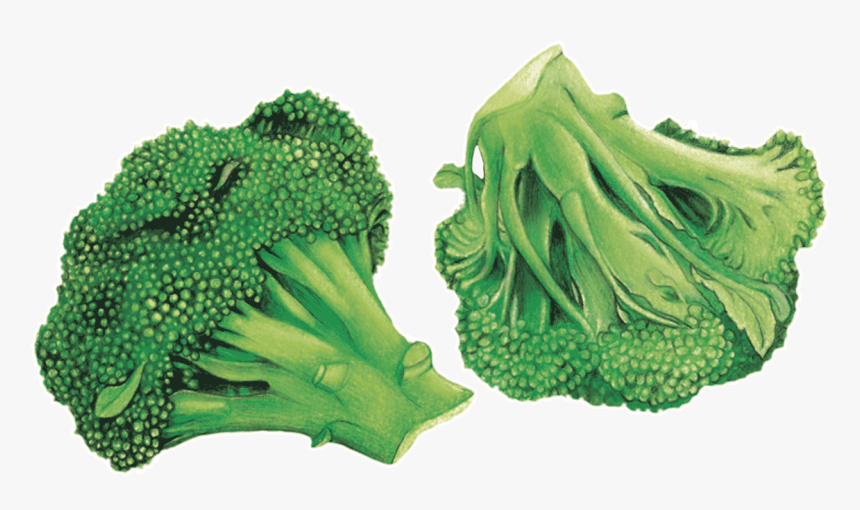 Brocoli Arrière Plan Transparent, HD Png Download