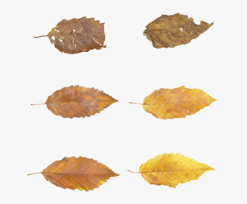 Leaves, Autumn, Fall, Brown, Forest, Tree, Nature, - Autumn, HD Png Download