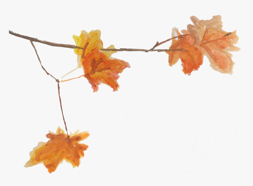 Maple Leaf, HD Png Download