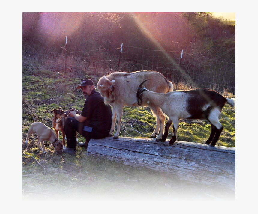 About Animal Farming - Family Pics With Farm Animals, HD Png Download