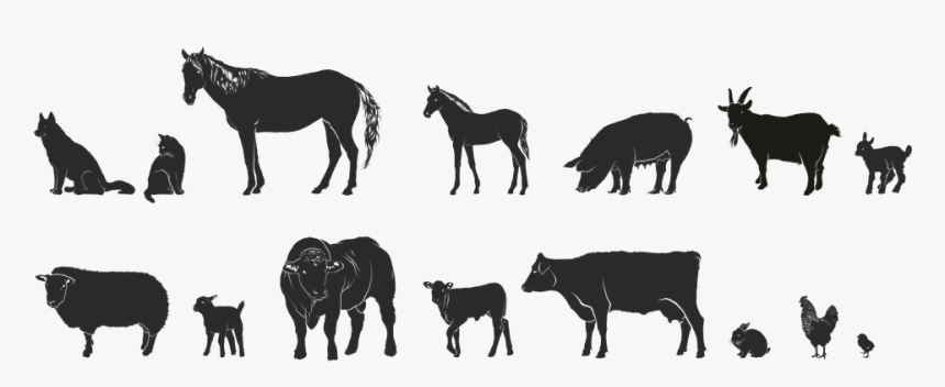 Animals, Farm, Series, Isolated Form - 4h Animals, HD Png Download