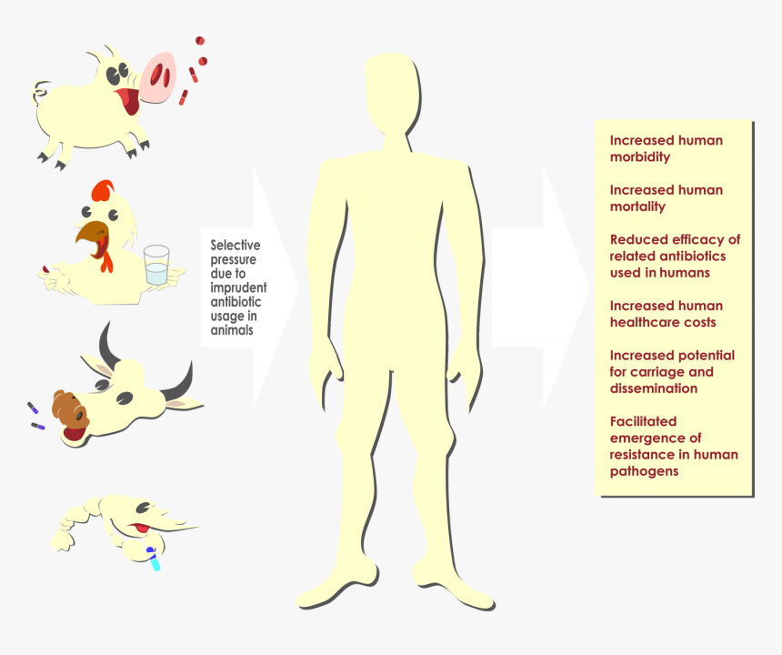 Antibiotics In Animal Agriculture, HD Png Download