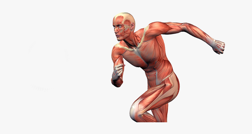 Muscles In Sports, HD Png Download