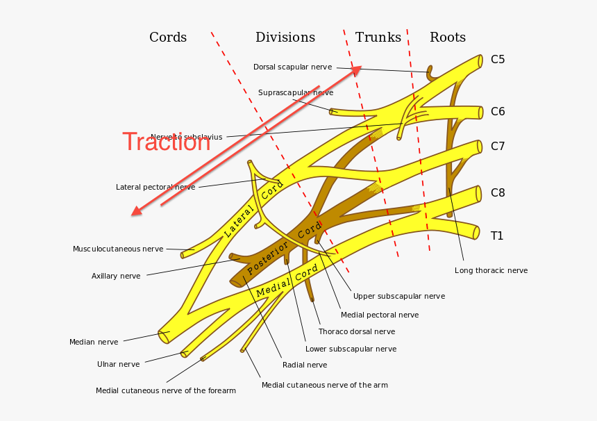 Brachial Plexus 1323 - Brachial Plexus Anatomy, HD Png Download