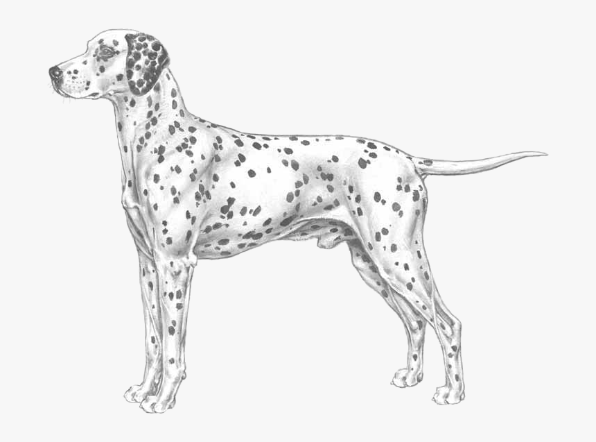 Dalmatian, HD Png Download