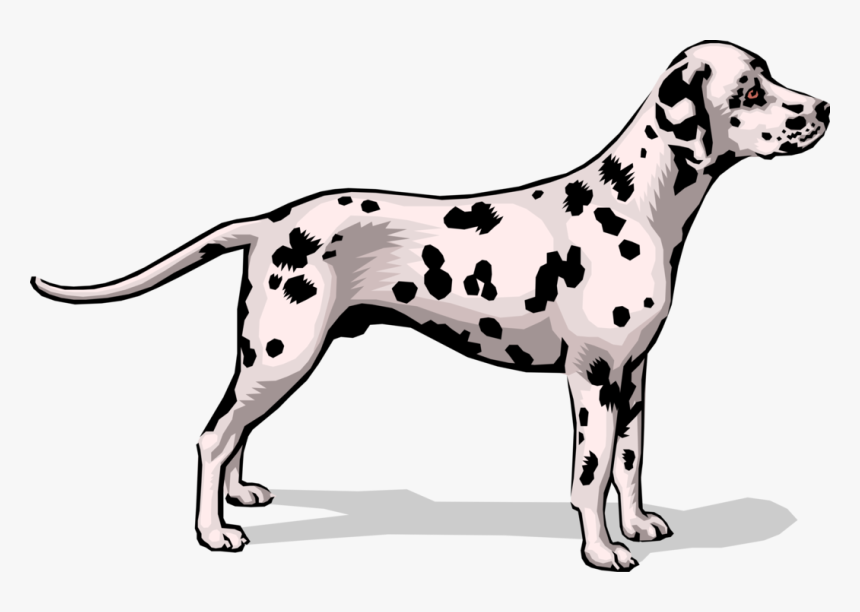 Vector Illustration Of Spotted Dalmatian Dog Stands - Dalmatian, HD Png Download
