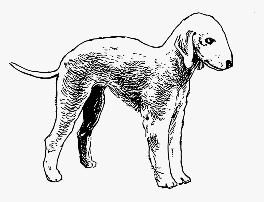 Line Art,wildlife,dalmatian - Bedlington Terrier Colouring Book, HD Png Download