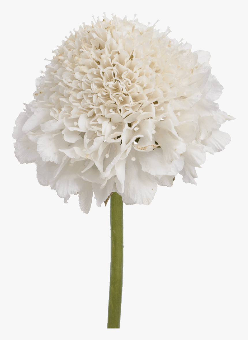 Transparent Vanilla Flower Png - Artificial Flower, Png Download