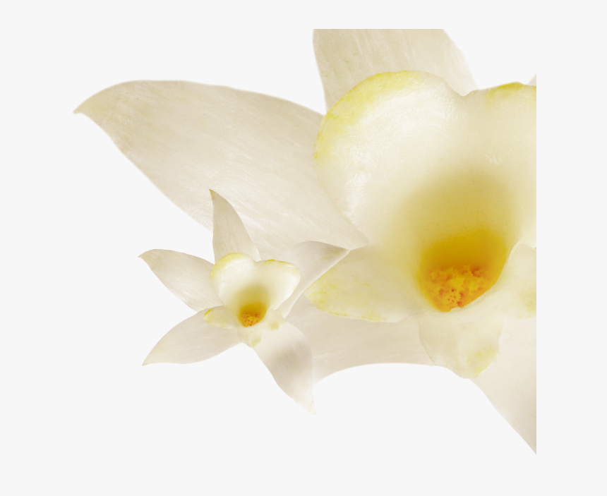 0% Fat Vanilla - Artificial Flower, HD Png Download