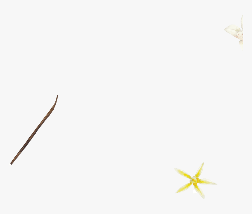 Lily Family, HD Png Download