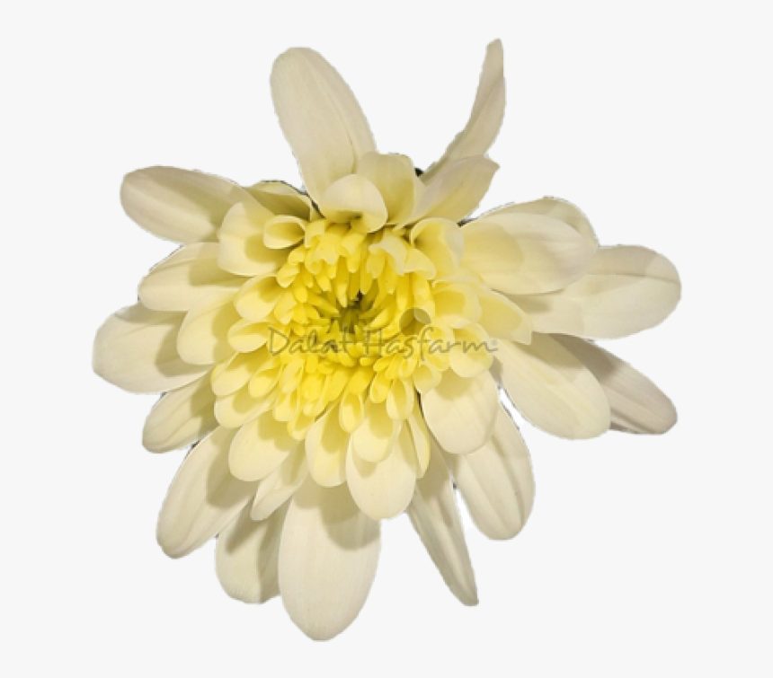 Chrysal Vanilla - Chrysanths - Chrysanths, HD Png Download