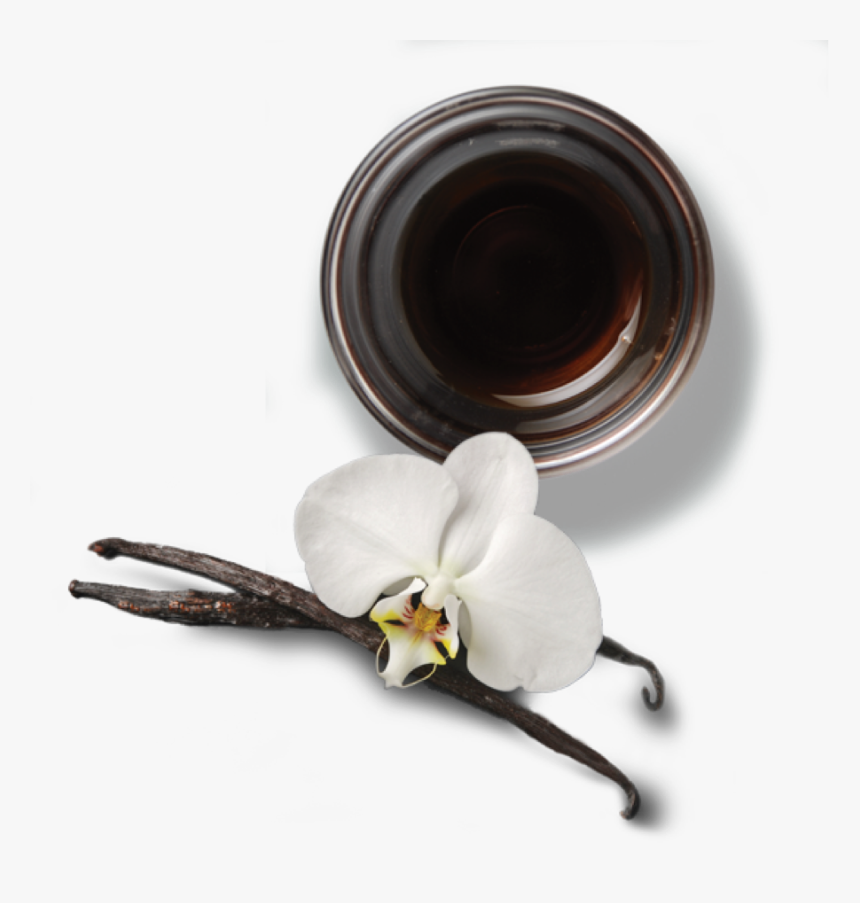 Moth Orchid, HD Png Download