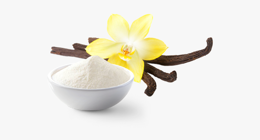 Lily Family, HD Png Download