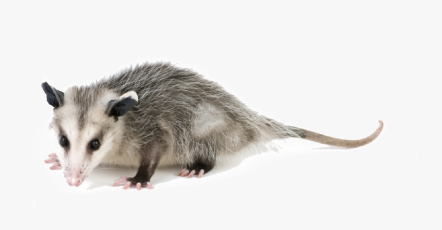 Animal Possum, HD Png Download