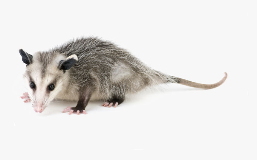 Get Rid Of Possums, HD Png Download