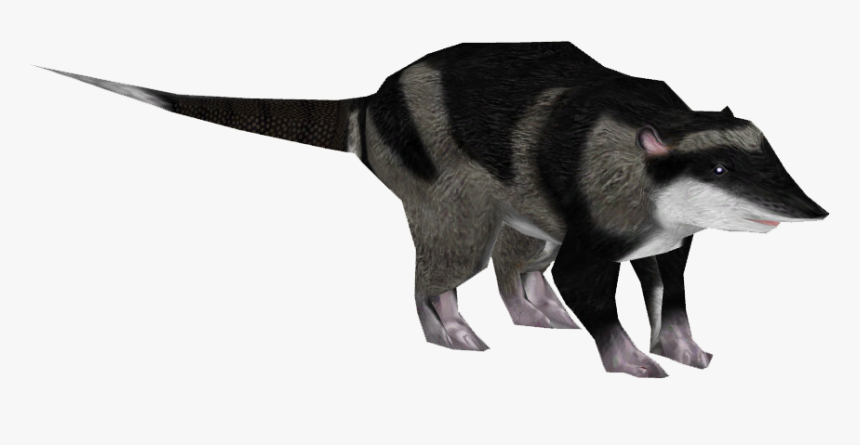 Water Opossum - Fox, HD Png Download