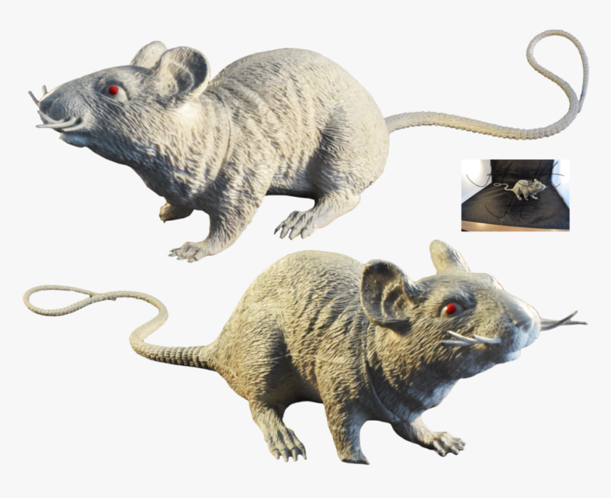 Rat, Murids, Mouse, Muridae, Wildlife Png Image With - Rat, Transparent Png