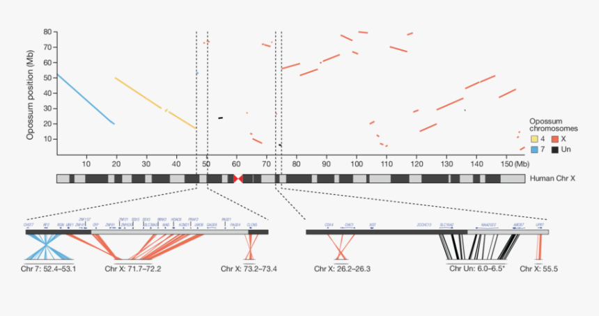 Diagram, HD Png Download