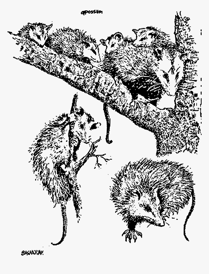 Oppossum Clip Arts - Opossum, HD Png Download