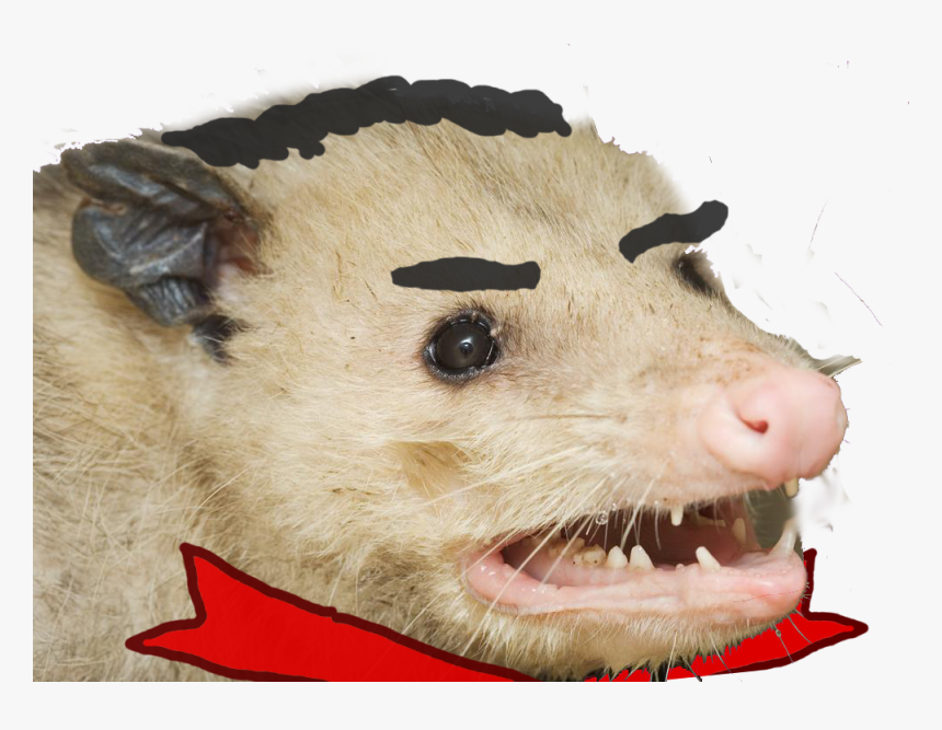 Let's Eat Trash And Get Hit, HD Png Download