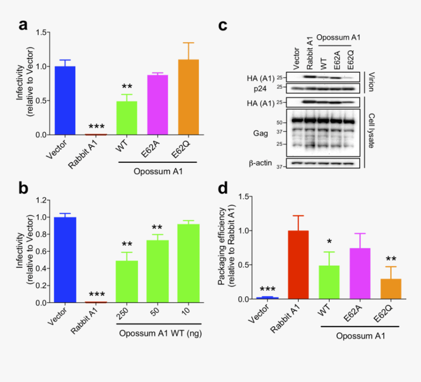 Diagram, HD Png Download