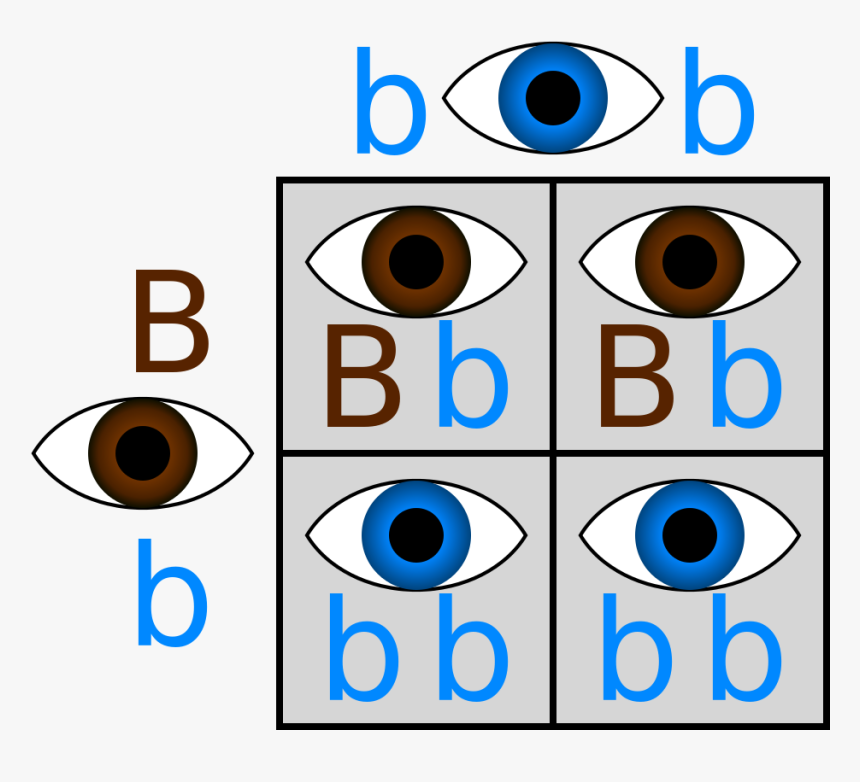 Punnett Hetero Homoblue - Punnett Square Eye Color Brown And Blue, HD Png Download