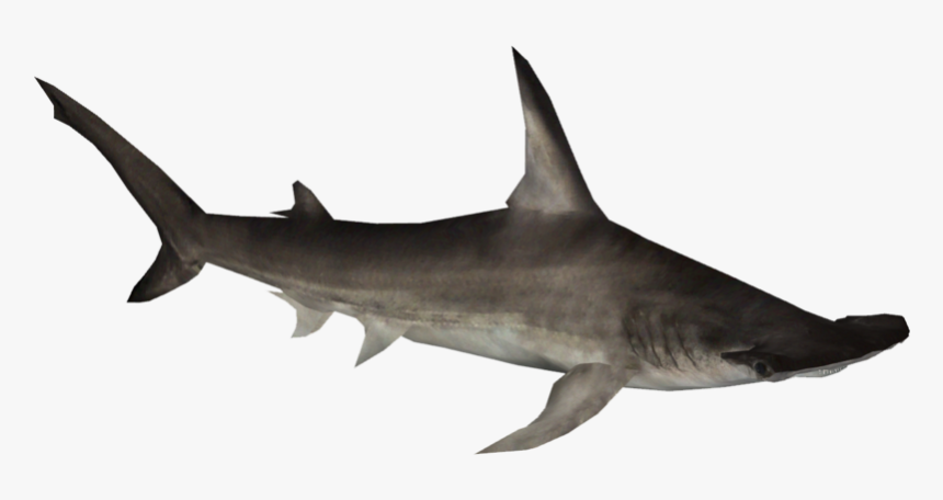 Great Hammerhead Shark - Great Hammerhead, HD Png Download