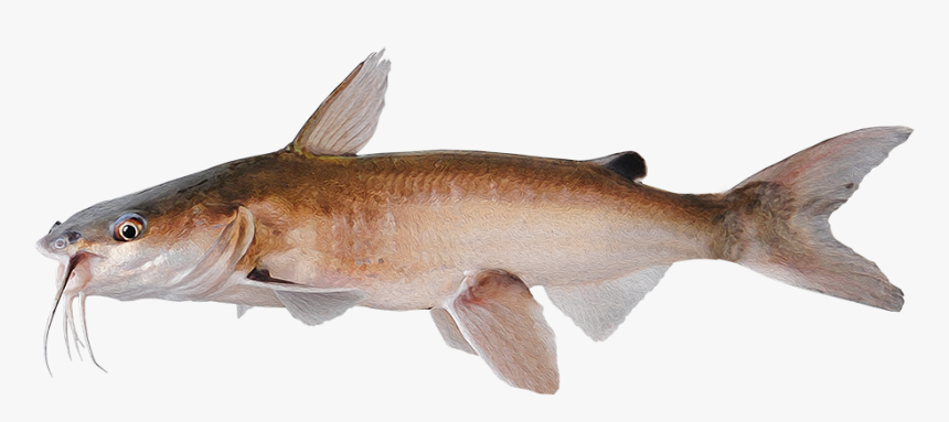 Bronze Hammerhead Shark, HD Png Download