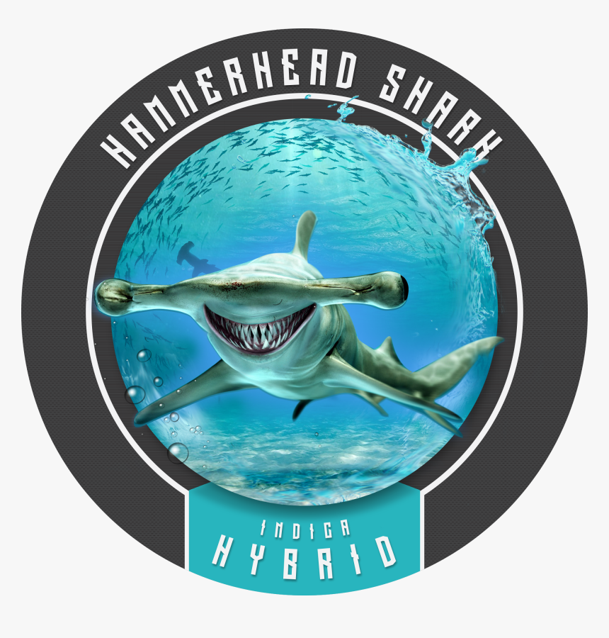 Hammerhead Shark Will Make You Feel Like Chum In The, HD Png Download