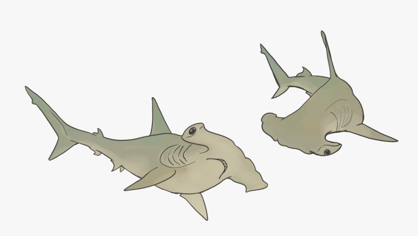Hammerhead Sharks - Cartoon, HD Png Download