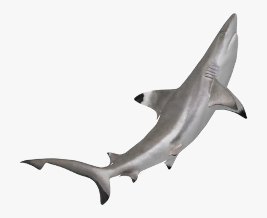 Tiburon Punta Negra Png , Png Download - Tiburon Punta Negra Png, Transparent Png