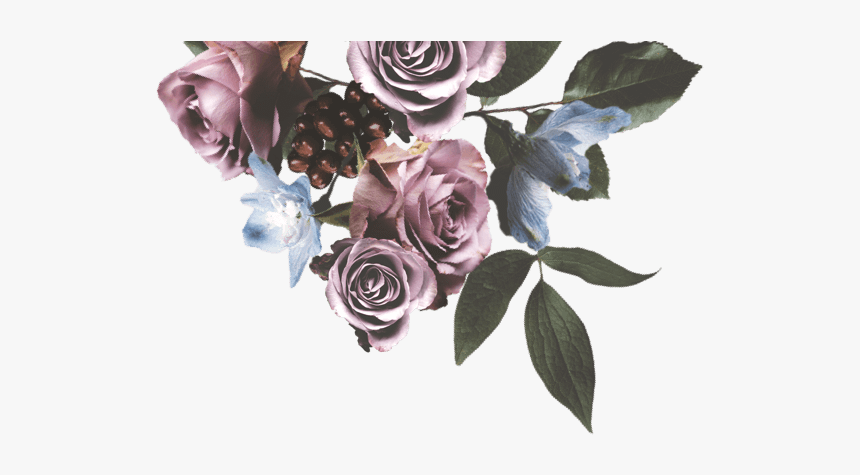 Floribunda, HD Png Download