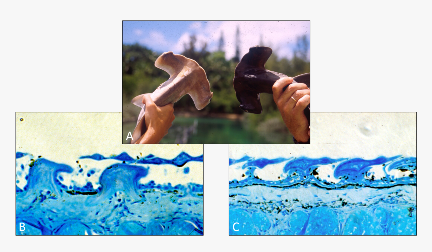 A) Two Scalloped Hammerhead Sharks Are Held Up Side - Art, HD Png Download