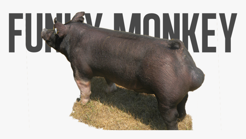 Domestic Pig, HD Png Download