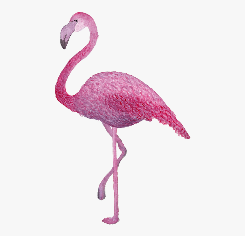 Greater Flamingo, HD Png Download