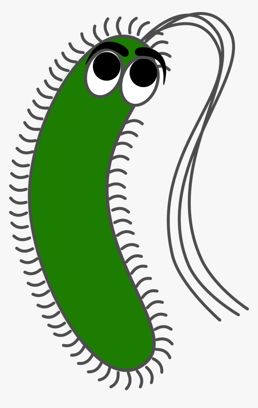 Bacteria Png - Gram Negative Bacteria Cartoon, Transparent Png