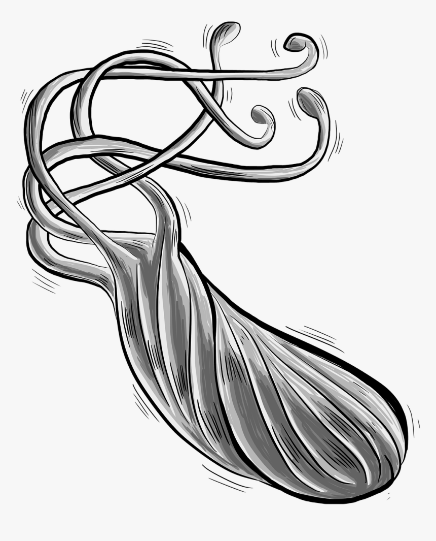 Bacteria Png - Helicobacter Pylori Png, Transparent Png