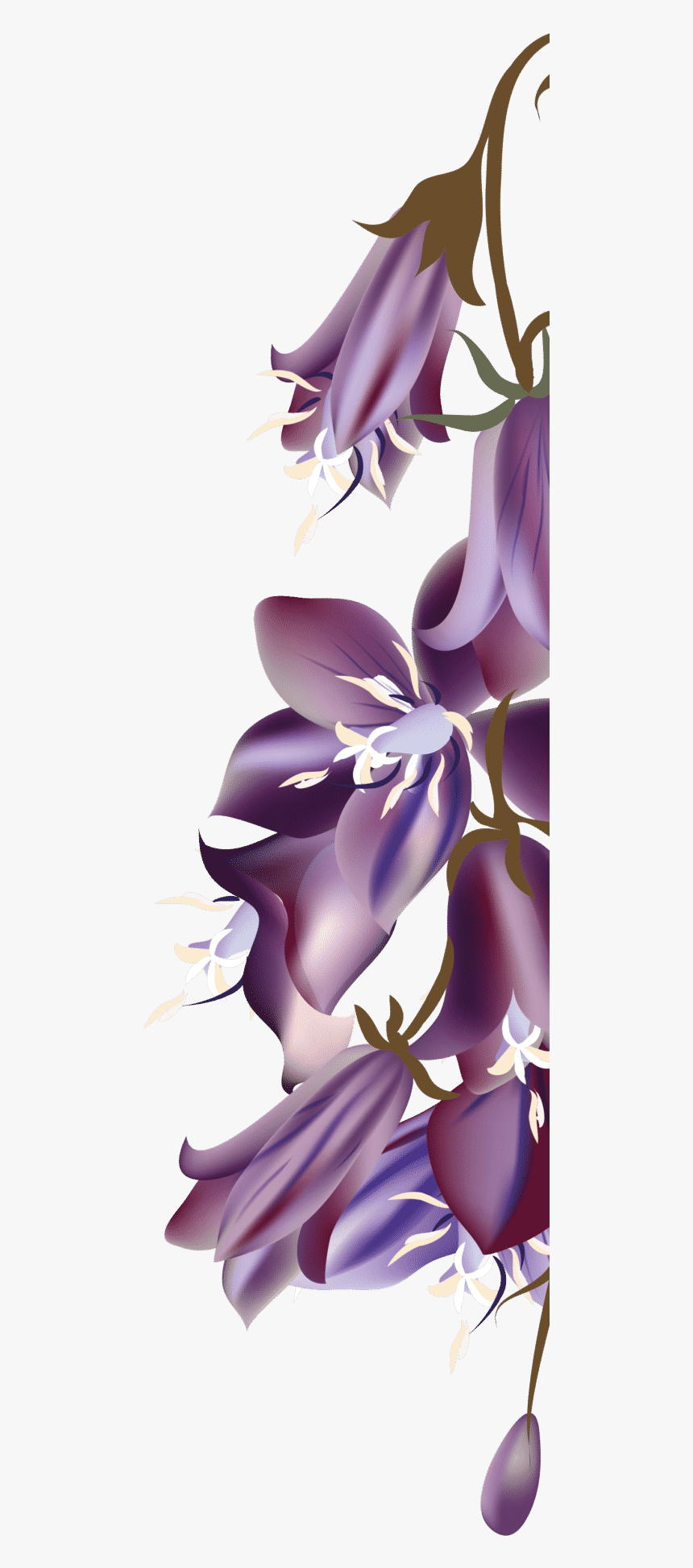 Moth Orchid, HD Png Download