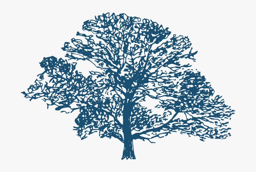 Oak, HD Png Download