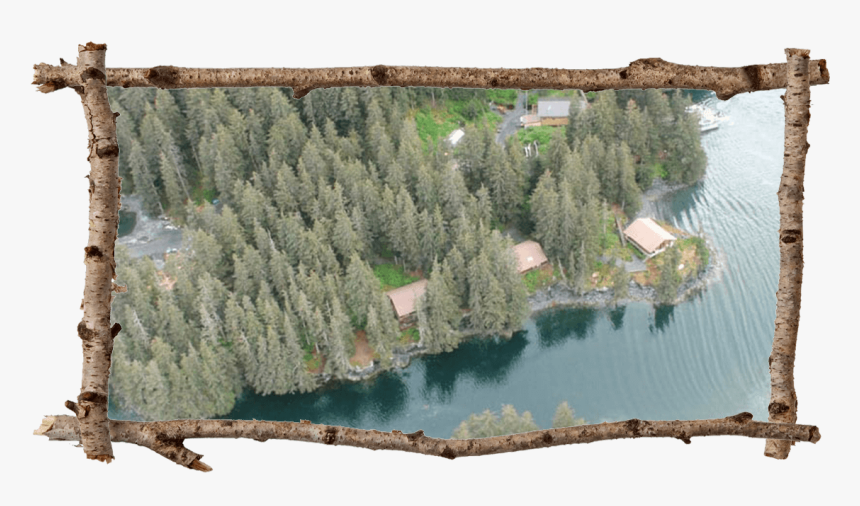 Afognak Island Brown Bear, HD Png Download