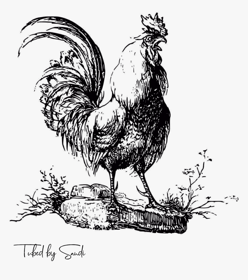 Rooster Drawing Png, Transparent Png