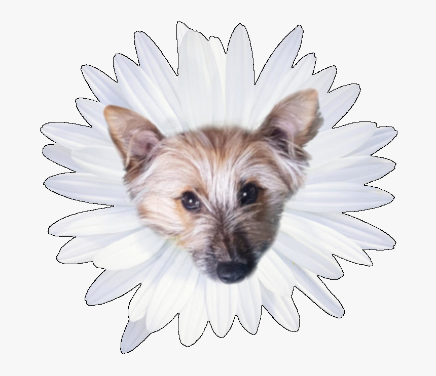 Jodyv S Avatar - Small Terrier, HD Png Download